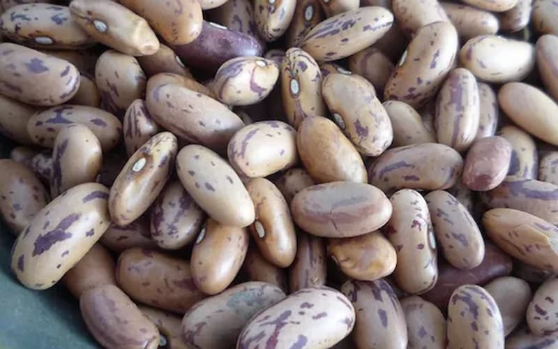 خرید و قیمت لوبیا چیتی ازبکستان + فروش عمده